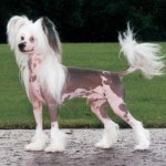 Gulle_01