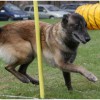 Alfie_slalom