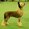 cleo_crufts