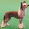 Cleo Crufts 2007