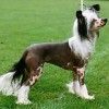 cleo_sta_aug_2005