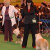 filip_nelson_crufts