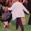 gulle_crufts