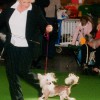 gulle_crufts_04
