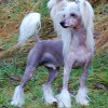 peppe_sta_29_nov